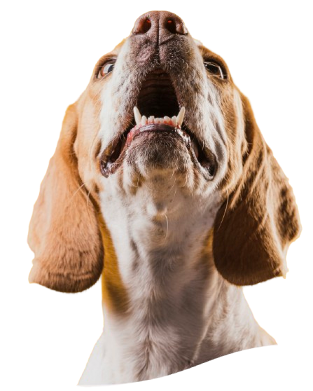 Recuperar cuenta Pawsitive